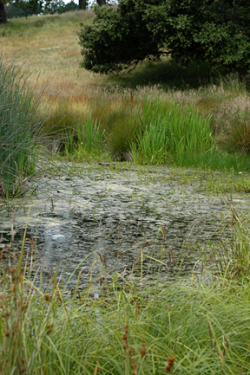 Photo taken in the Scott Creek watershed by Dylan Neubauer--a similar habitat to that where the species has been found. 